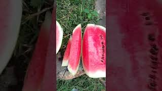 Rica Sandía de temporada