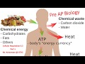Exploring Cellular Respiration Concepts