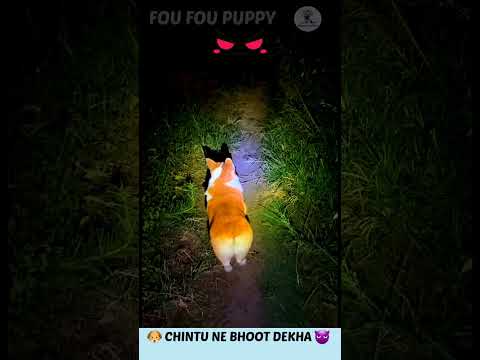 चिंटू ने देखा भूत 👹 Dog Running Superfast 🐶 Funny dogs reactions #funnydog #bhoot #dog