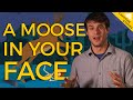 Moose Encounter Analysis