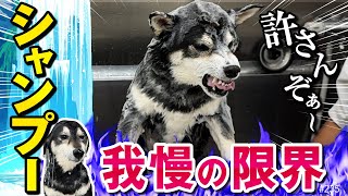 シャンプーされる柴犬が我慢の限界突破しました。
