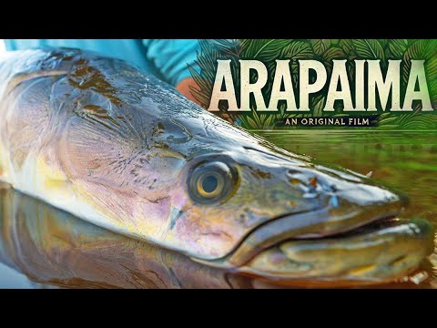 Chasing The BIGGEST Predatory Fish In The Jungle -- An Original Film