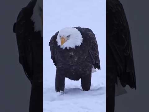 Eagle ऐसा क्यों करता है🤔 #रोचकfacts#shorts #facts #animalfacts #worldwildfacto