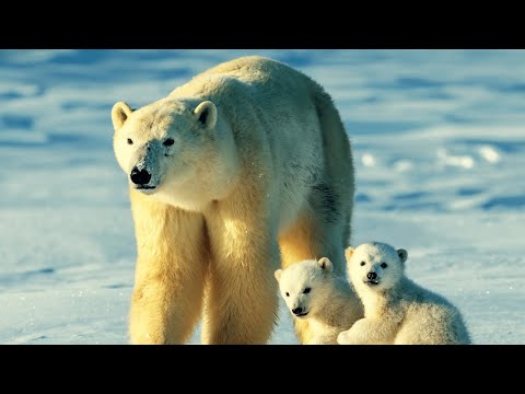 # 1 Polar Bears Videos in the world, &nbsp;Arctic Ocean, &nbsp;Relaxing -Music, Iceland, POLAR BEARS, sleeping