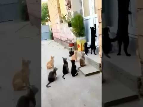 Wait for end 😂 #funny #view #subscribe #comedy #cat #like #like4like #shorts #share #haha #views