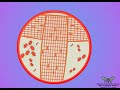 Insect Circulatory System and Trehalose