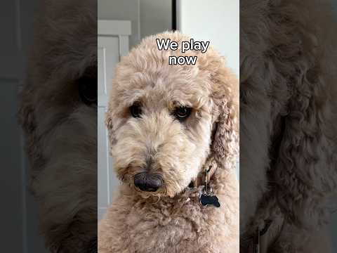 Oliver runs this house #dogcomedy #dogs