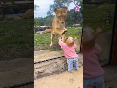 Crazy Animal🤯🤯 #animals #animallife #animalphotography #animalplanet #animallover #animalshorts 