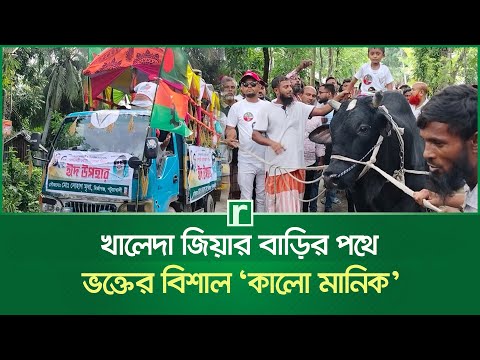 খালেদা জিয়ার বাড়ির পথে বিশাল কালো মানিক | black Cow | Patuakhali news | Risingbd