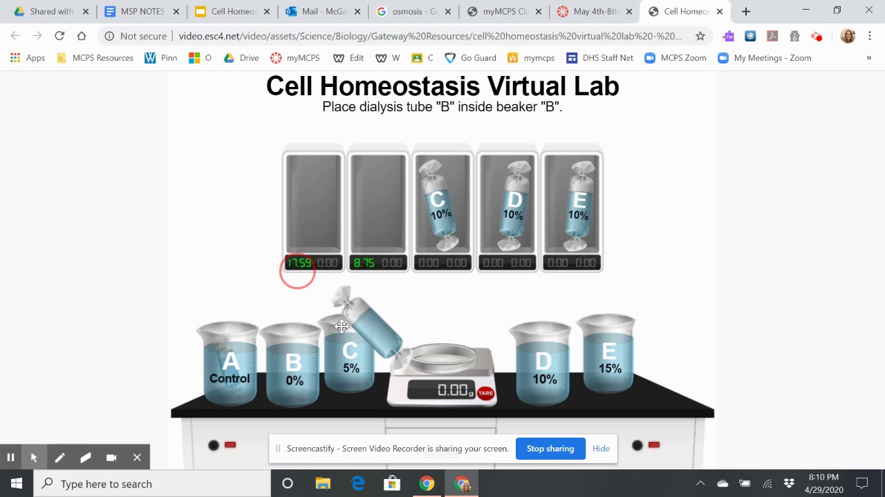 Cell Homeostasis Virtual Lab Answer Key: Unlocking the Secrets of Cellular Balance