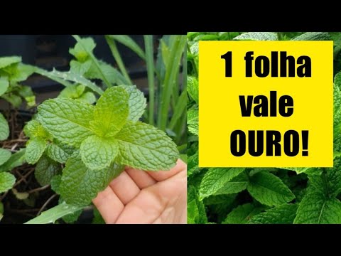 NUNCA DEIXE FALTAR NA SUA CASA - 10 Motivos para você ingerir HORTELÃ diariamente