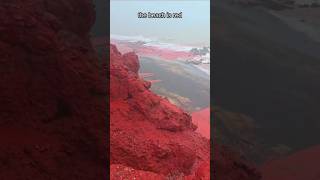 CRAZY FOOTAGE: Bloody Beach!? #Shorts