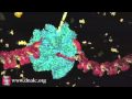 Transcription and RNA Basics