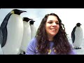 Mr. Popper's Penguins: Comprehension Questions