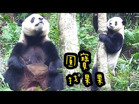 圓寶到處巡視她的果樹，圓寶說：果果都沒了😭😭|熊貓貓熊The Giant Panda Yuan Yuan and Yuan Bao|台北市立動物園