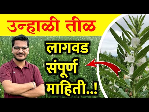 उन्हाळी तीळ लागवड संपूर्ण माहिती / Unhali Til lagavd mahiti | Krushimitra Vishal