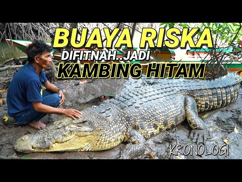 KRONOLOGI INSIDEN BUAYA LIAR TERKAM WARGA, BUAYA RISKA DIFITNAH JADI KAMBING HITAM⁉️
