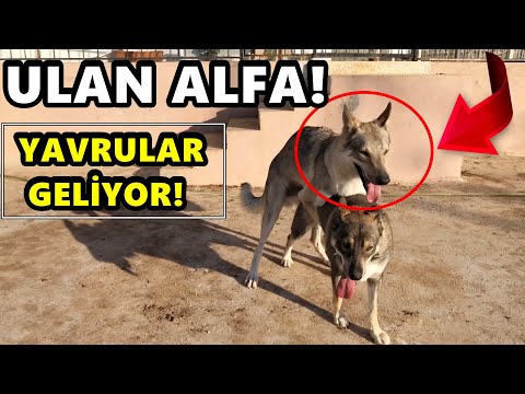 KURTLAR ÇİFTLEŞTİ - KÖPEK KARDEŞİME SALDIRI - KÖPEK TAVUĞA SALDIRDI!
