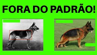 O Ataque E O Temperamento Do Leao Da Rodesia Rhodesian Ridgeback Tudo Sobre A Raca Sambapet