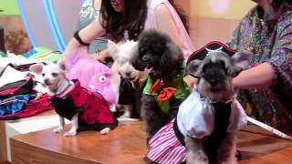 Doggielikes Puppy Style TV