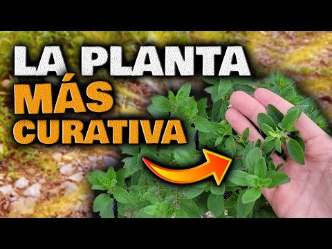 ESTO es la MEDICINA NATURAL más PODEROSA | Plantas Curativas | Infusión de Orégano para adelgazar