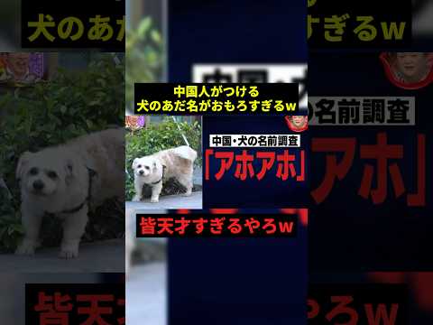 犬のあだ名がおもろすぎるw#お笑い #プチ知識 #千鳥 #shorts