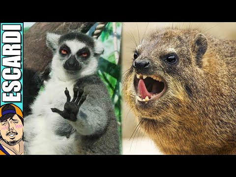 DOBLANDO ANIMALES SABROSONES 4