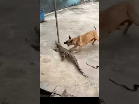 Cá sấu vào nhà dân bị chó nhà tấn công nhanh như chớp