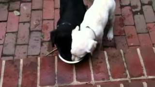 Charlie and Bo drinking water