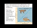 Energy Transfer and Trophic Levels