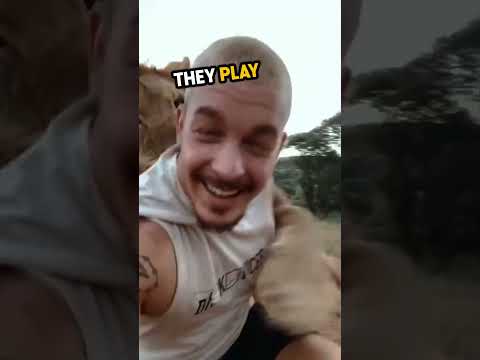 This man does something crazy to this lion... ? ❤️ #shorts