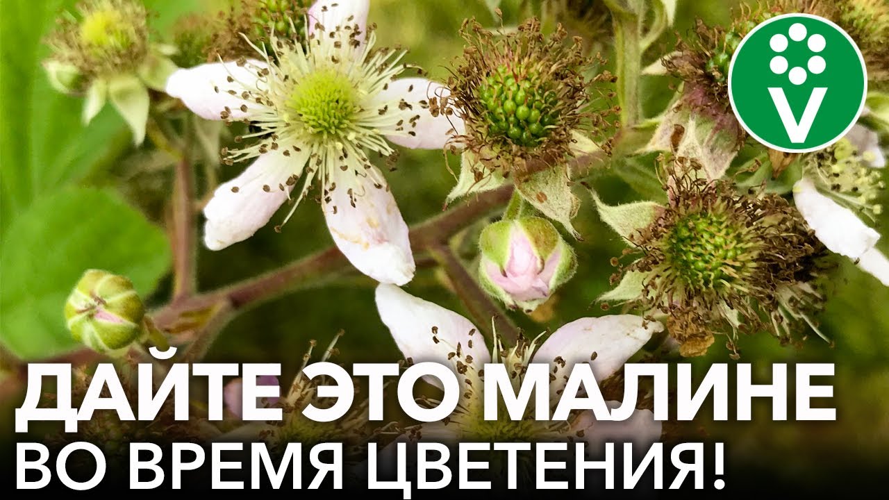 Чтобы малина была крупная и сладкая, не забудьте подкормить ее так в июне!