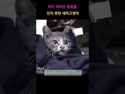 죽은 어미곁을 떠나지 못하는 냥냥이