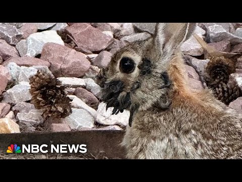 YouTube video thumbnail: Rabbits With ‘Tentacles’ Spotted in Colorado