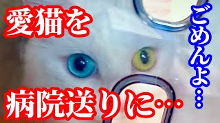 悪さをした愛猫を戒めのため病院送りにしてやりました！