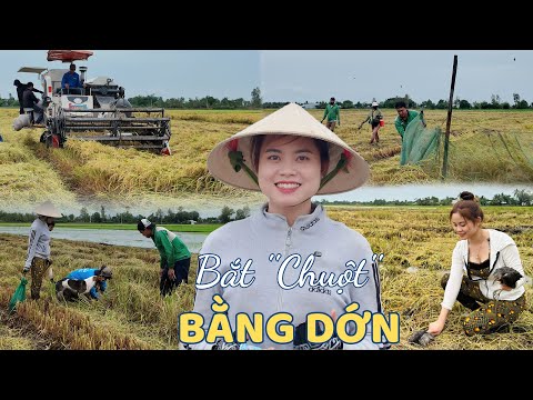 Bắt Chuột Bằng Dớn Cá Trên Mảnh Ruộng Cuối Cùng Dính Thấy Ham