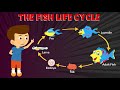 Fish Life Cycle and Development