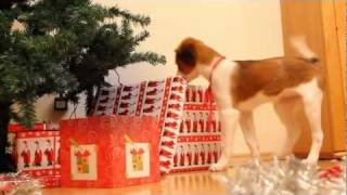 Warum man Tiere nicht zu Weihnachten verschenken sollte