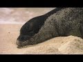 Hawaiian Monk Seal Conservation Challenges
