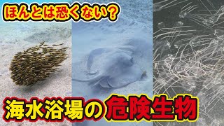 海水浴場で遭遇する危険生物でケガしない方法