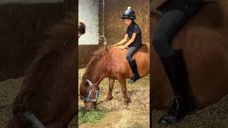 Shetland Pony being sat on for the first time - Baby Ditto. #shetlandpony #shetlandponydiaries