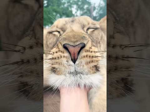 Lion Core🦁🤣#funnytiktok #lion #funny #funnyvideos #funnymoments #shakira