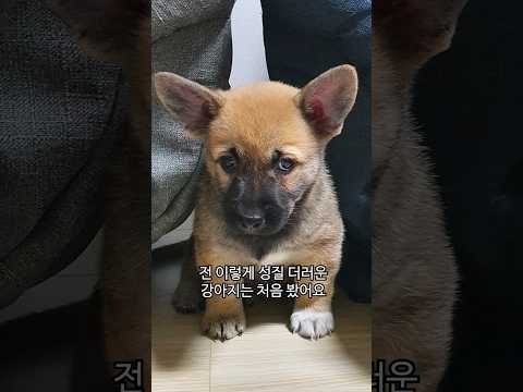 성질 더러운 강아지..