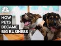 Pet Industry Trends and Insights