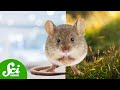 Understanding Mice in Medical Research