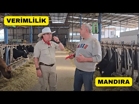 Süt Verimini Artıran Sır Ne?