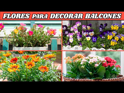 Las MEJORES FLORES para DECORAR el BALCÓN