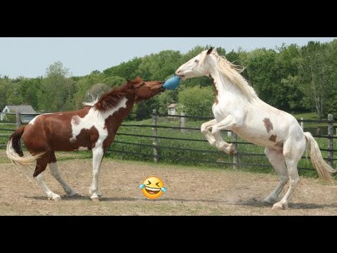 Best funniest horses of the week - Funny And Cute horses Video Compilation 2024 🐴#22