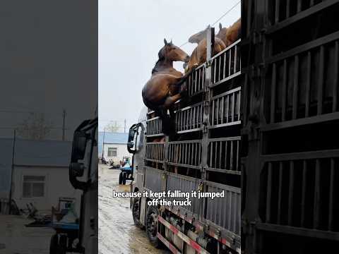 An abandoned horse bravely chases love and dreams.#shorts  #animals #horse #rescue #love