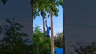 Taste 😋 aana Papaya pazham  vanga sapdalam #papaya #tree #nature #village #taste #tamilnadu #enjoy